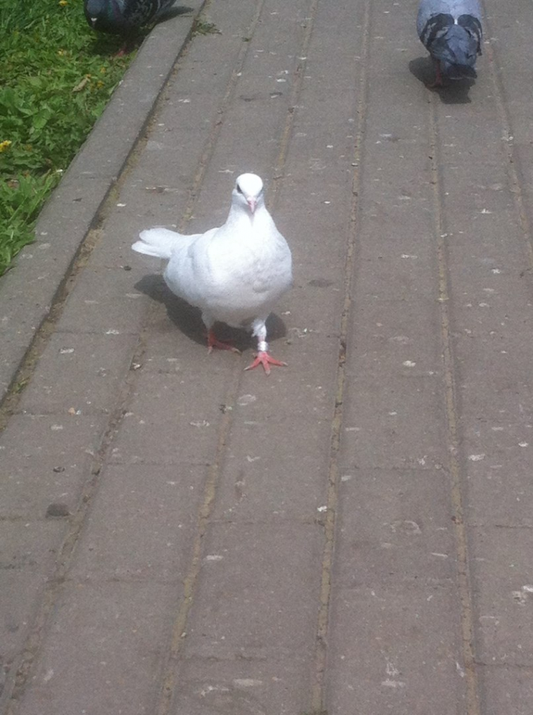 Изображение к жалобе