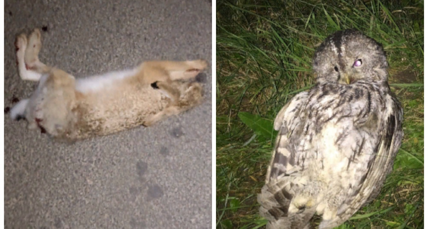 На юрьев-польских дорогах регулярно гибнут животные
