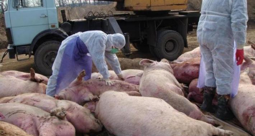 Новый очаг африканской чумы свиней зафиксирован в Муроме