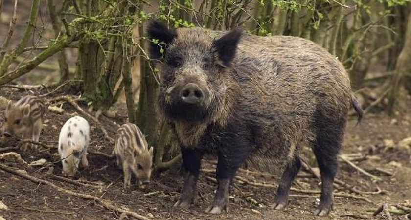 Во Владимирской области обнаружили новый очаг африканской чумы свиней