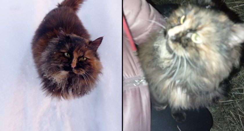 Женщина в -30 пустила на свой чердак чужих кошек