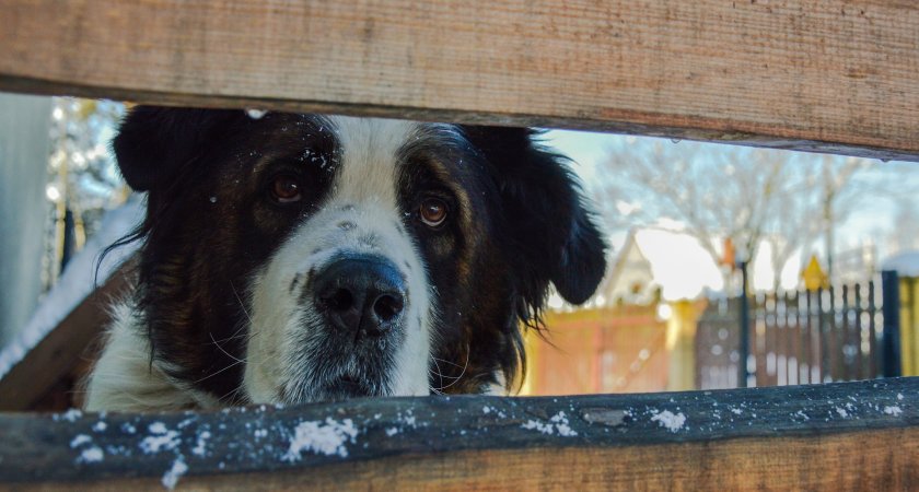 Собака была против: украденный сенбернар сбежал от своего похитителя
