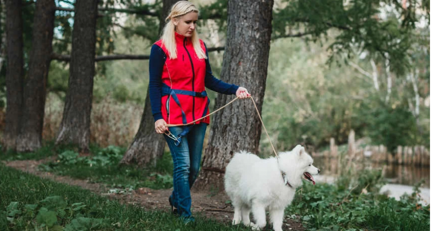 О пользе домашних животных