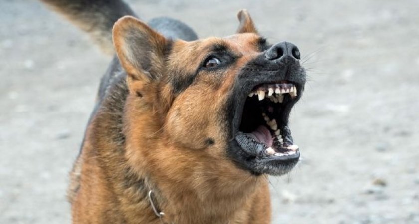В Коврове участились нападения собак на людей