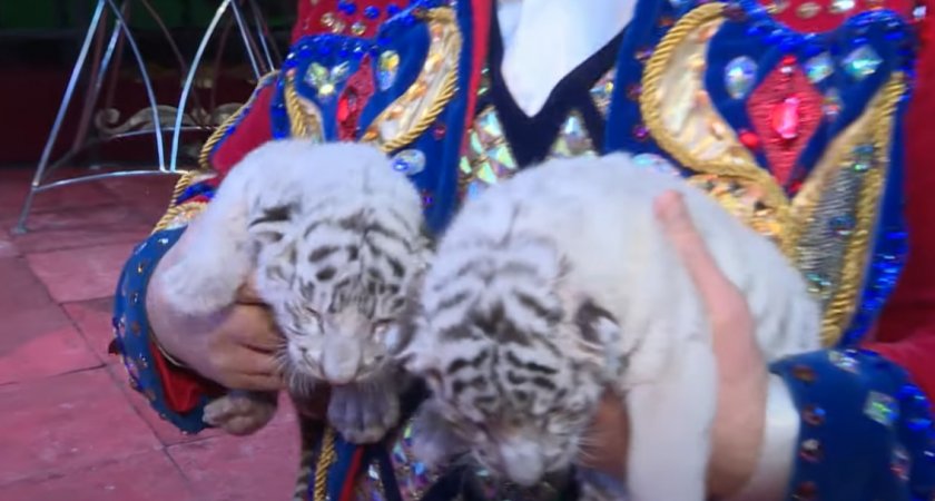 Во Владимире родились редкие белые тигрята