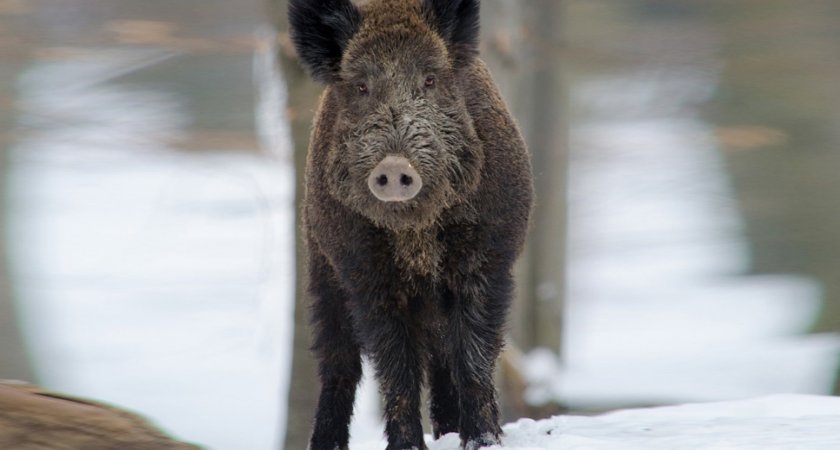 Охотник из Мурома застрелил человека, приняв его за кабана