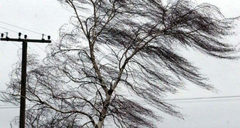 Жителей Владимирской области предупредили о крепком ветре до конца пятницы