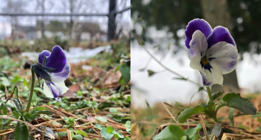 Во Владимирской области в конце ноября зацвели цветы