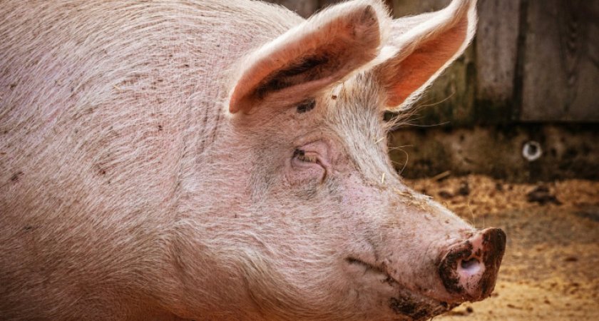 На мясокомбинате в Радужном зафиксировали африканскую чуму свиней
