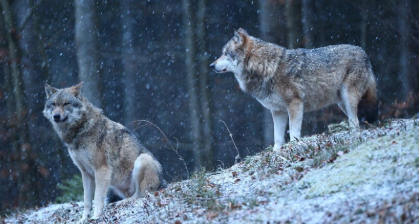 74 охотника из Владимирской области объединились и организовали отстрел волков