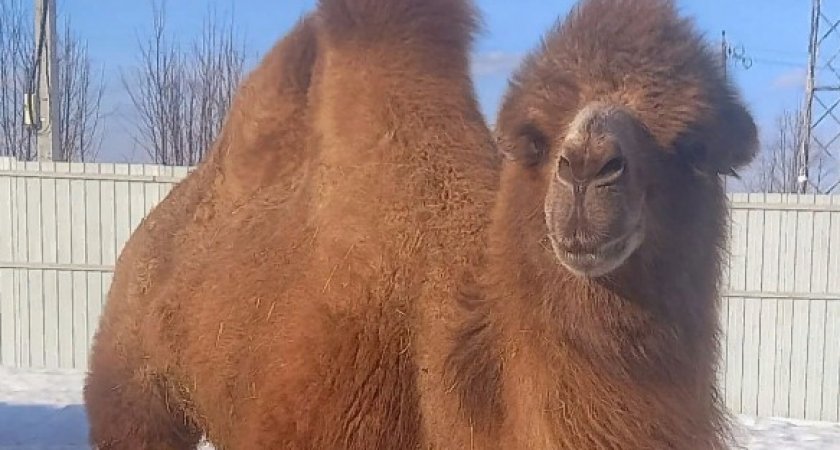 Жители Кольчугино боятся, что верблюд их всех "съест" 