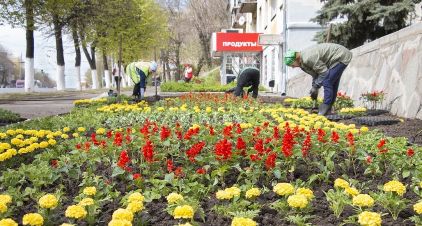 Во Владимире разобьют клумбы в цветах российского триколора