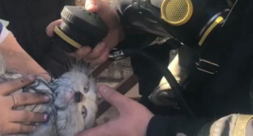 Ковровские пожарные спасли кошку из огня