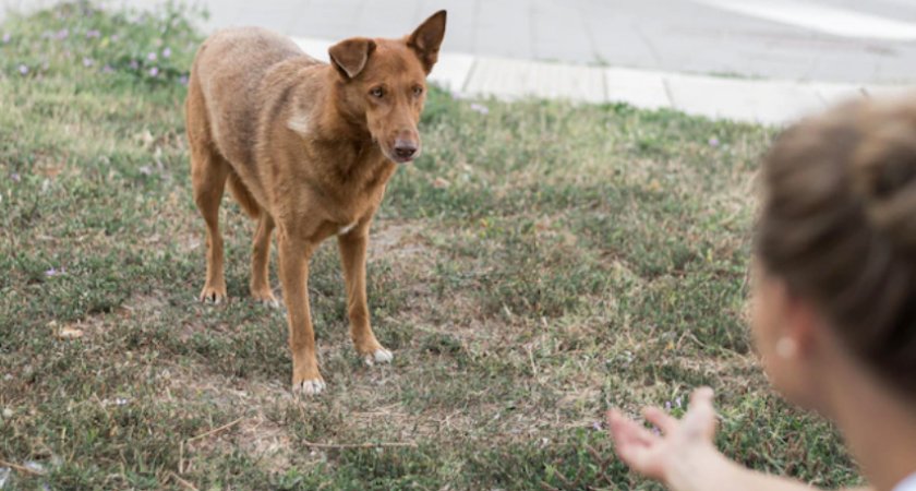 Кто такой догситтер?