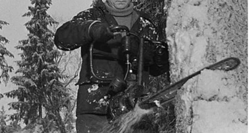 В Гусь-Хрустальном похититель сосен для частной пилорамы явился с повинной