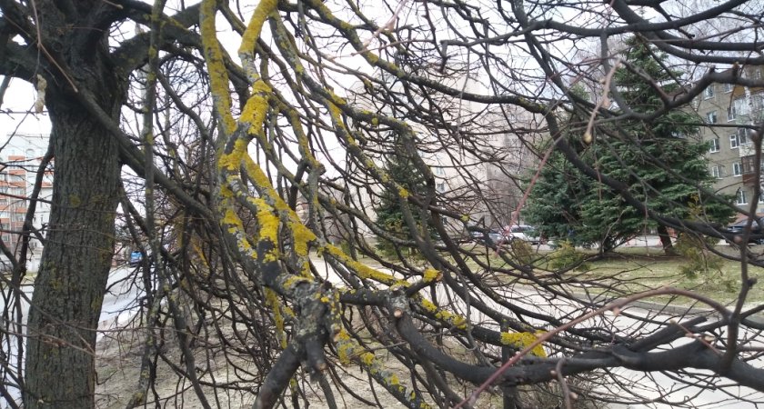 Во Владимире на улице Балакирева все деревья покрылись лишайниками