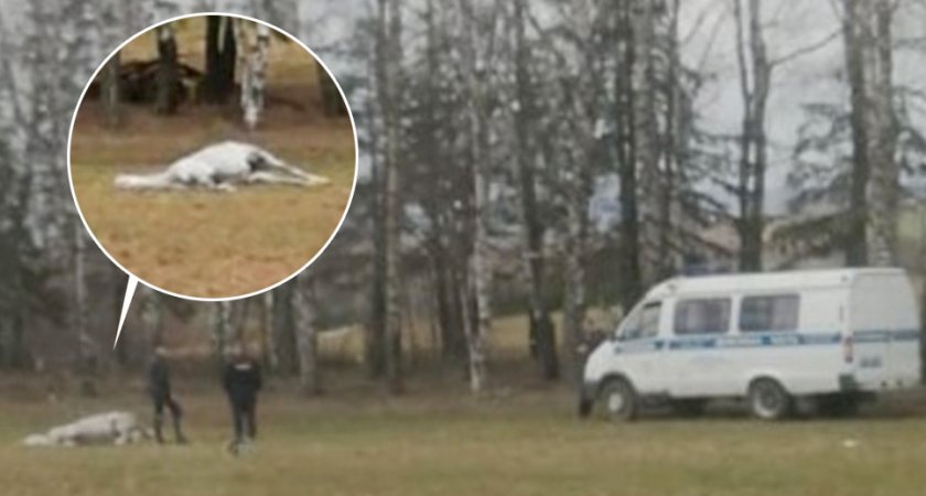 Возле автобусной остановки под Юрьев-Польским жестокий хозяин бросил упавшего коня