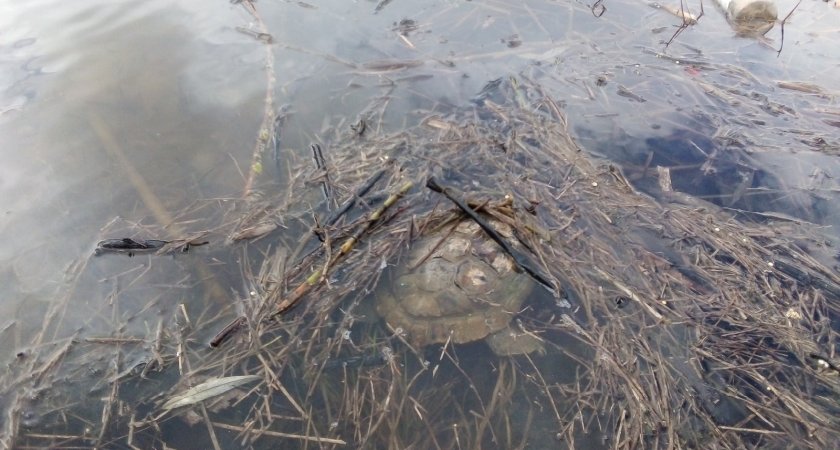 В городском пруду Владимира поселилась большая черепаха