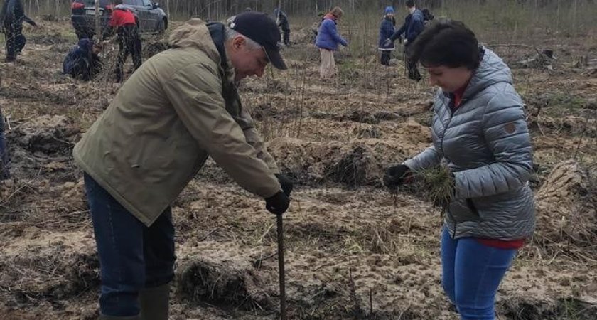 Сотрудники Сбера приняли участие в восстановлении леса в Камешковском районе Владимирской 
