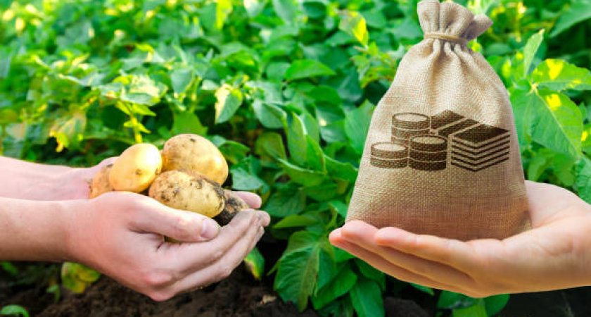 Работник меленковского агропрома получил зарплату в виде овощехранилища