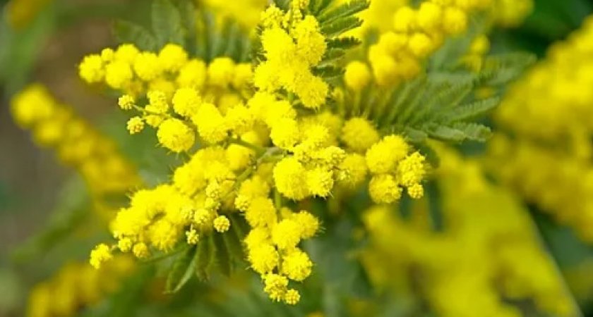 Российским дачникам грозит тюрьма за выращивание лотоса и мимозы