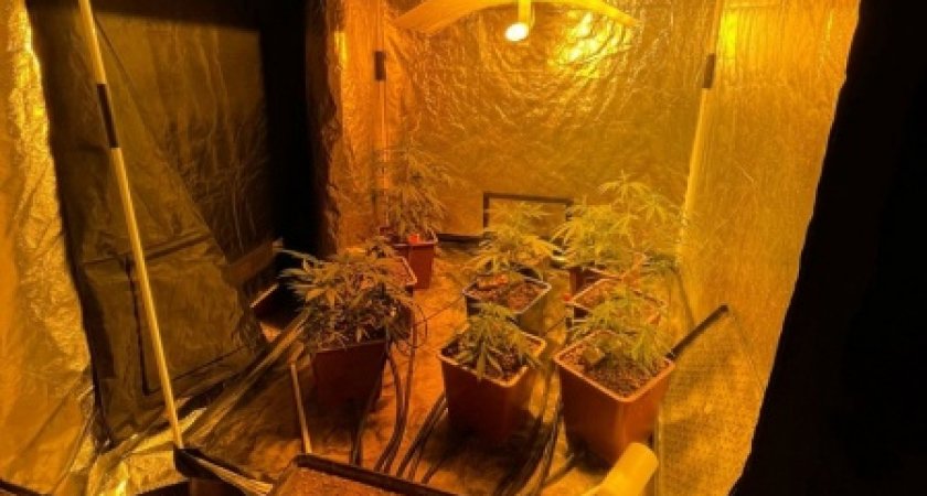 В Коврове состоится суд над мужчиной, который выращивал дома коноплю