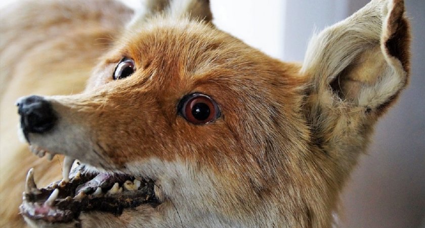 Будьте внимательны: во Владимирской области выявили животных с бешенством