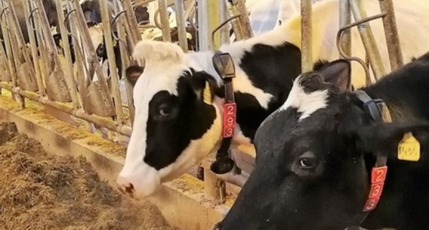 Во Владимирской области появится ферма, где коров будут доить роботы