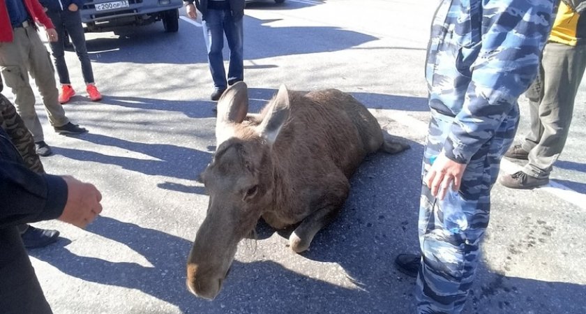 В Загородном лось бросился под колёса "КамАЗа"
