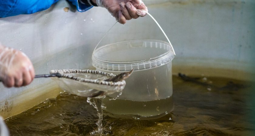  Во владимирские водоемы снова выпустят миллионы мальков стерляди