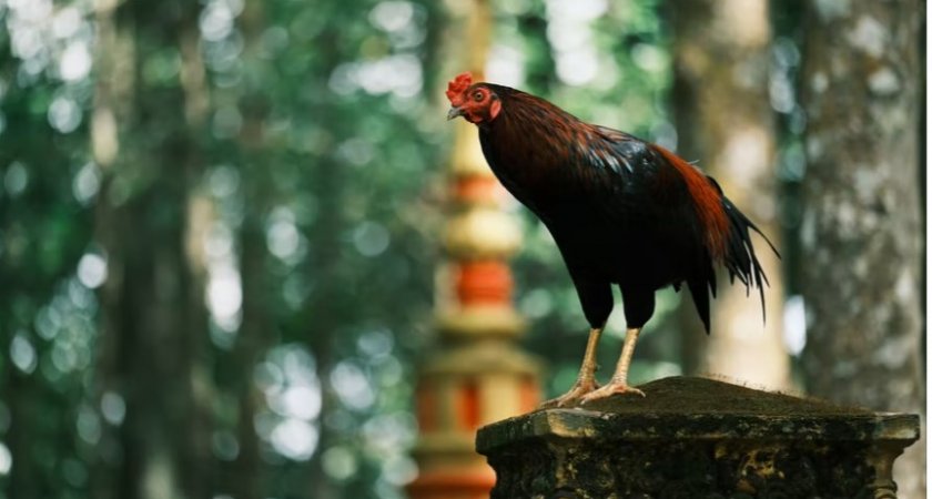 Во Владимирской области начали борьбу с бесконтрольным выгулом домашней птицы