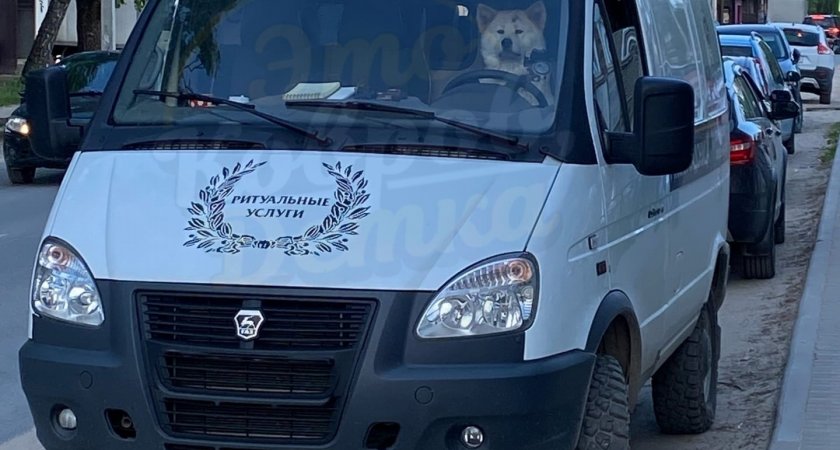 В Коврове появилась еще одна собака-автолегенда