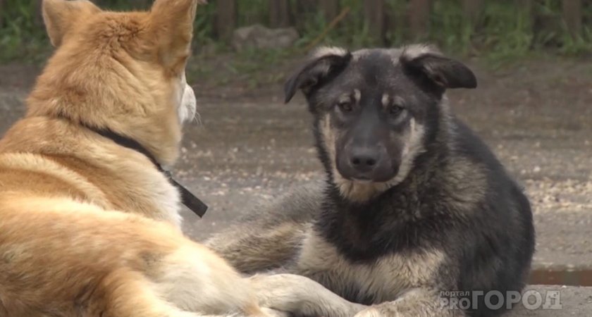 В России хотят ужесточить штрафы за выброшенных питомцев