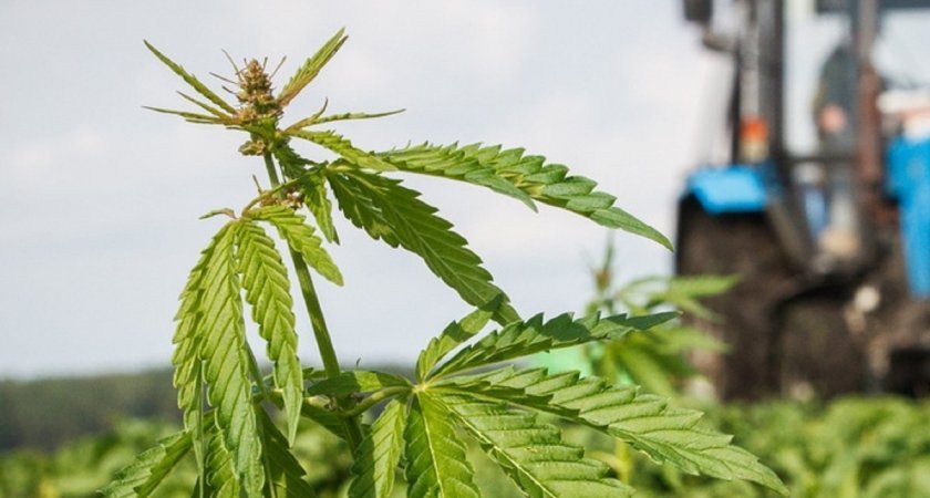 500 гектаров земель во Владимирской области засеяли коноплёй