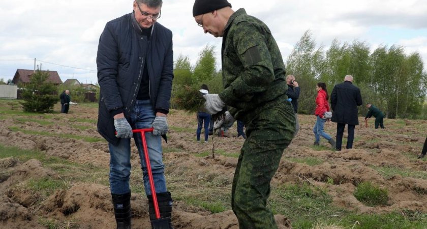 Владимирская область поднялась в рейтинге по объемам посадки леса