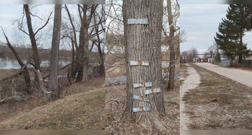 Жители Гороховца хотят сохранить на набережной дерево-индикатор наводнений
