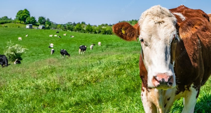 В Кольчугине коровы начали представлять реальную угрозу для населения