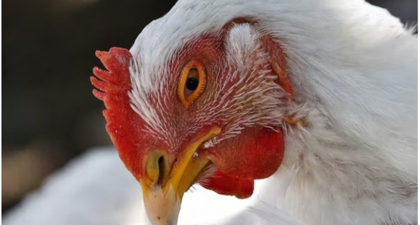 Владимирцев предупредили о риске заноса птичьего гриппа