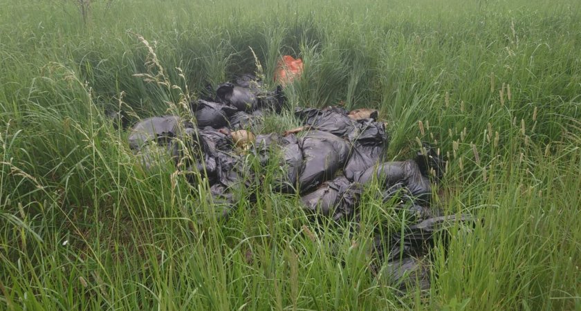 Во Владимирской области обнаружили свалку бараньих трупов