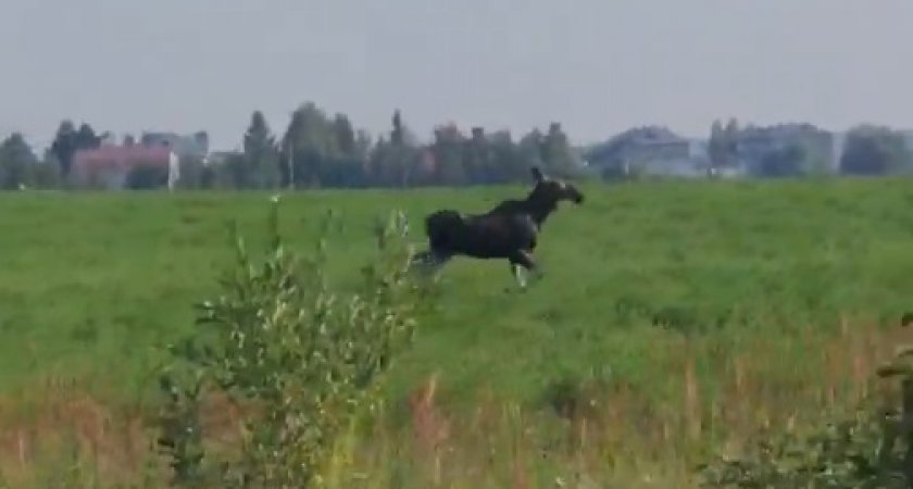 Под Сновицами лось бегает прямо рядом с дорогой