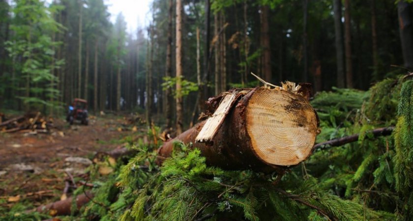 Владимирская область вошла в топ-10 регионов-лидеров по вырубке леса