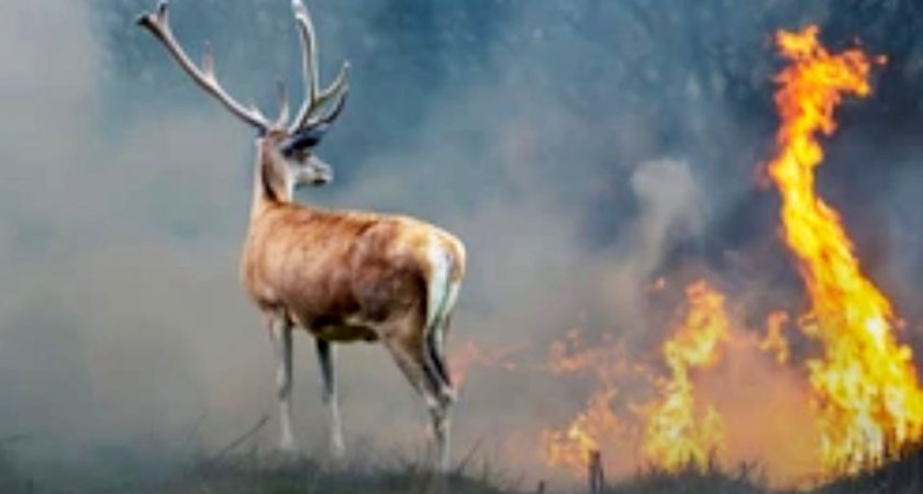 Во Владимирской области вовремя остановили 54 лесных пожара
