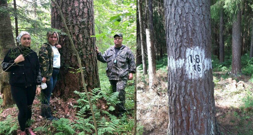 В Судогодском районе Владимирской области обнаружены 190-летние сосны
