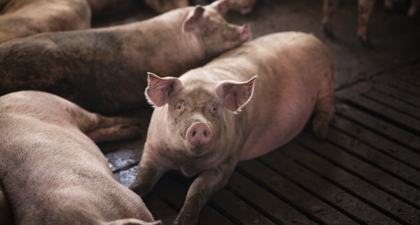 Во Владимирской области в развитие свиноводства вложат 4 млрд рублей