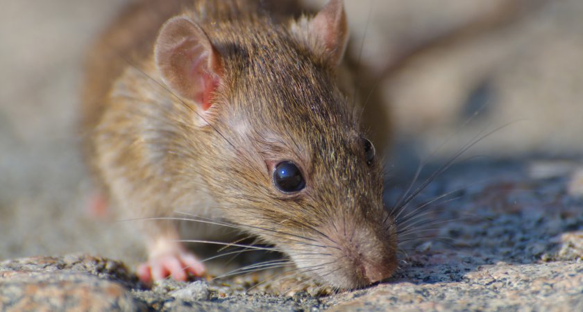Полчища крыс во Владимире: тревогу бьют жители и специалисты