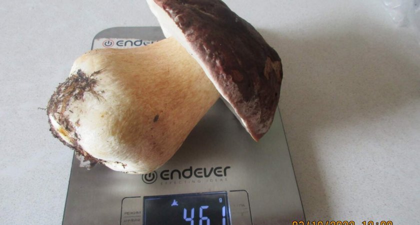 Под Судогдой женщина нашла белый гриб весом почти в полкилограмма