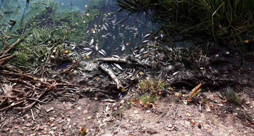 Из-за массовой гибели рыбы в реке под Муромом возбудили уголовное дело