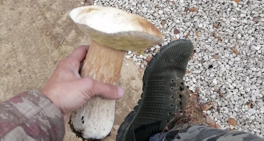 Биолог объяснил, почему в лесах под Владимиром растут грибы-гиганты и откуда у нас медведи