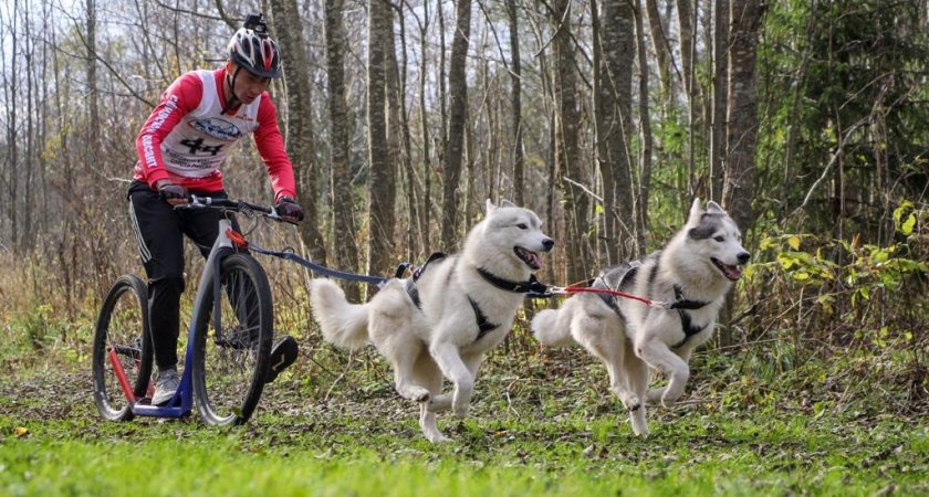 Владимирские «каюры» завоевали 8 золотых медалей на чемпионате РФ по ездовому спорту