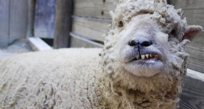 Во Владимирской области бешенство выявили у козы и овцы